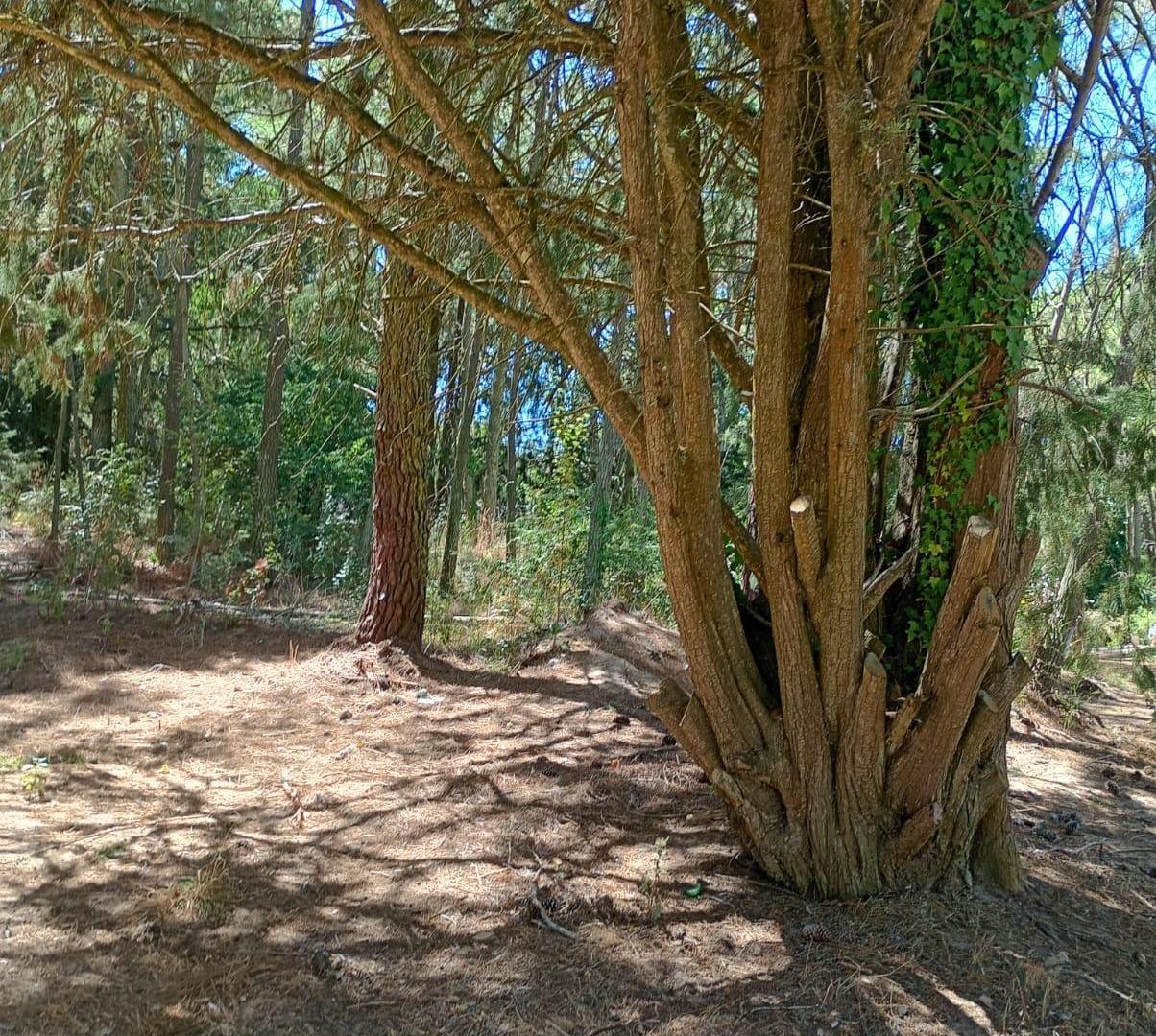 Foto de Terreno en venta en Carilo, imagen 2