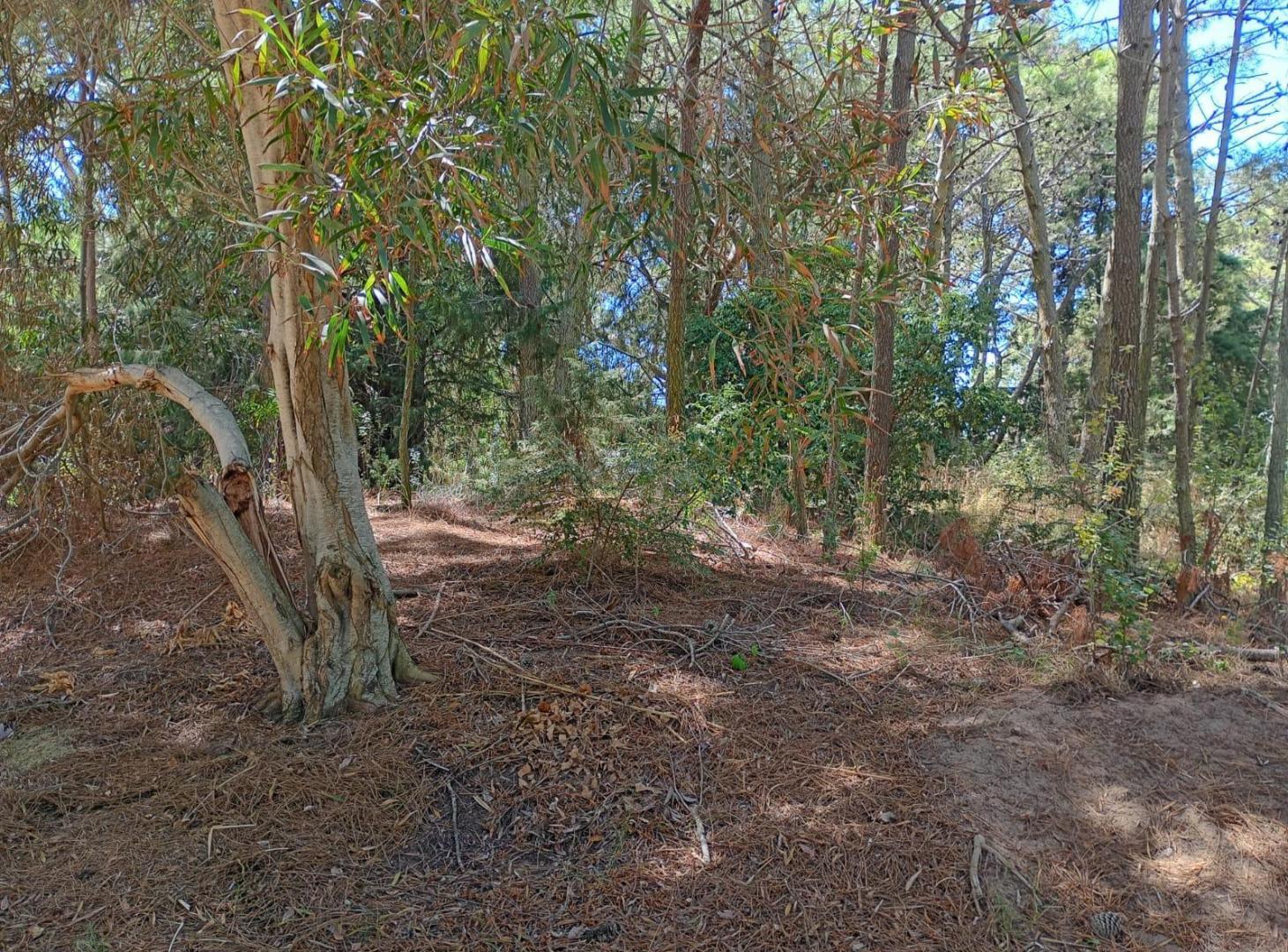 Foto de Terreno en venta en Carilo, imagen 4