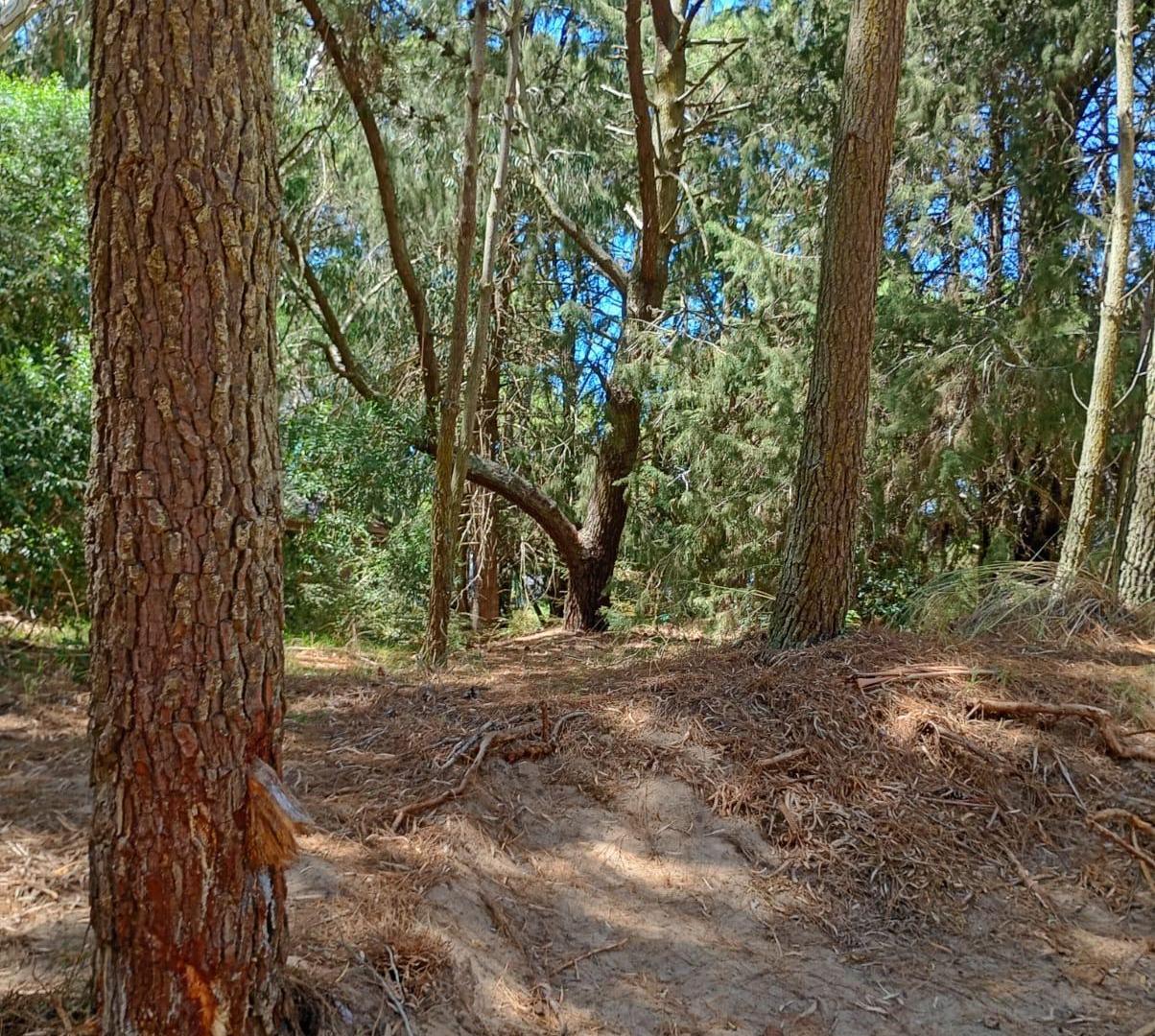 Foto de Terreno en venta en Carilo, imagen 3