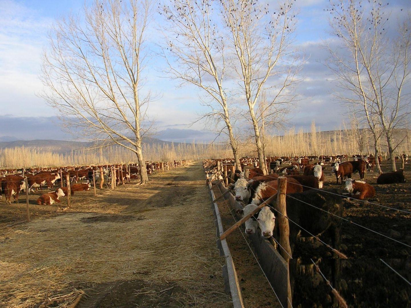 Foto de VENTA CAMPO 19 HA CON FEEDLOT EN LAS LAJAS, NEUQUÉN, imagen 3