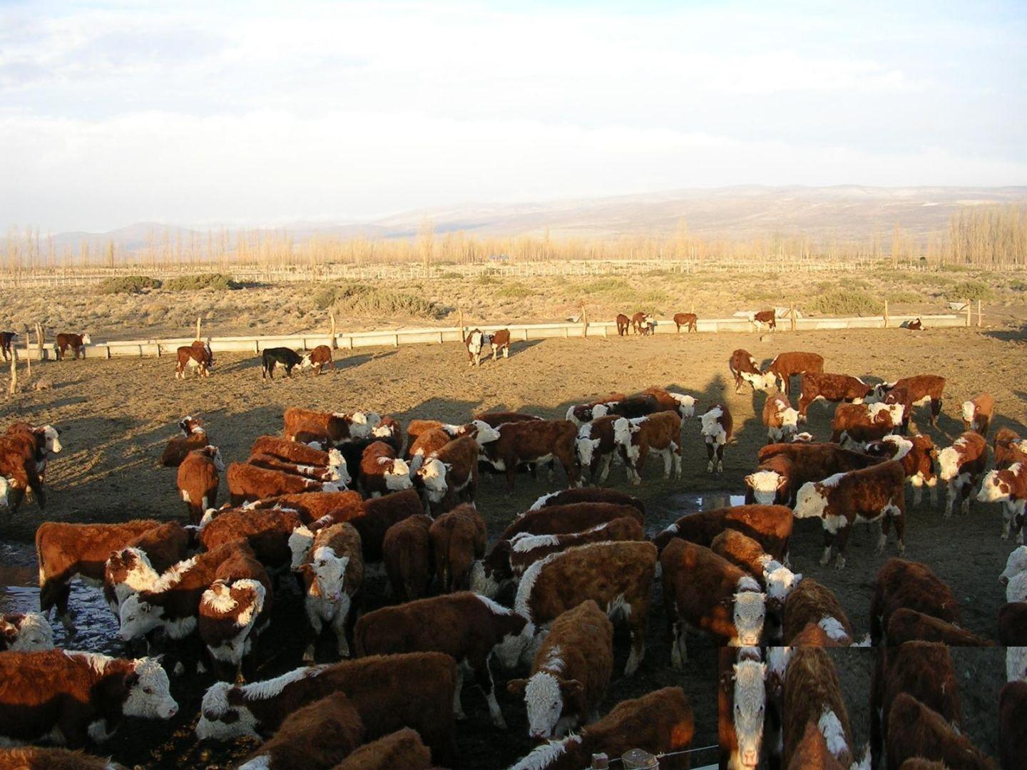 Foto de VENTA CAMPO 19 HA CON FEEDLOT EN LAS LAJAS, NEUQUÉN, imagen 2