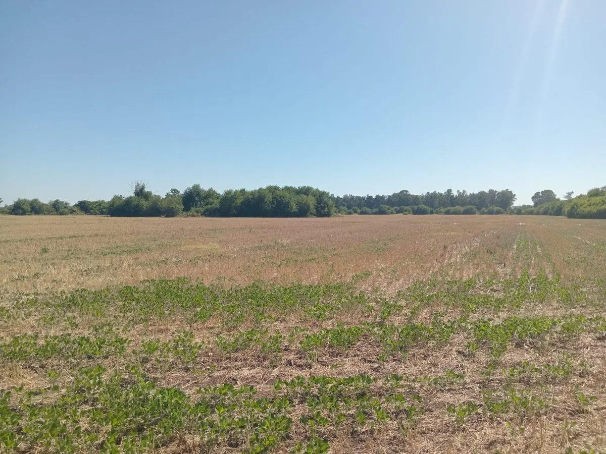 VENTA CAMPO 16 HECTAREAS ZONA PILAR 4