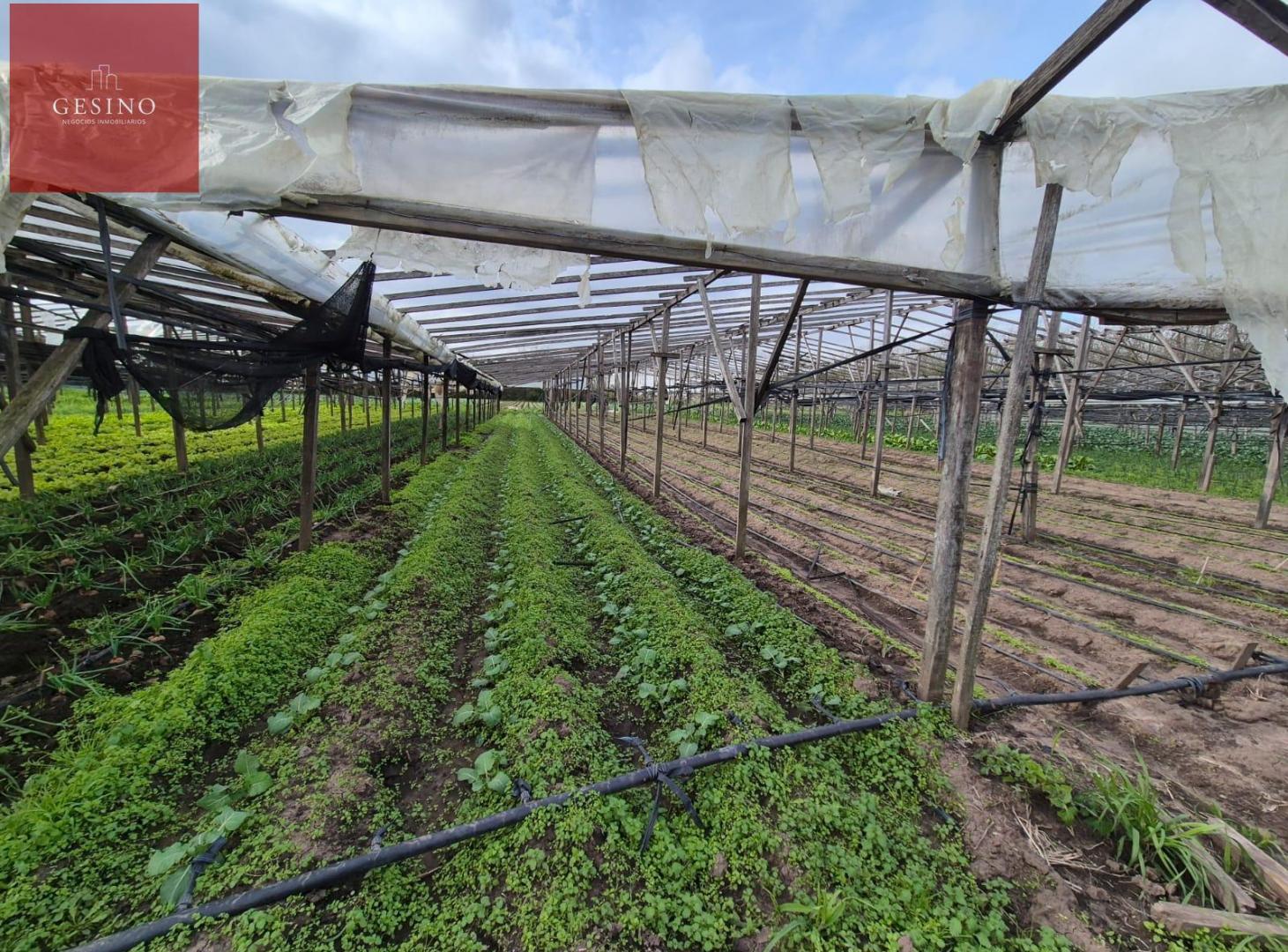Foto de Campo de 3.8 Hectáreas Con Galpón, imagen 1