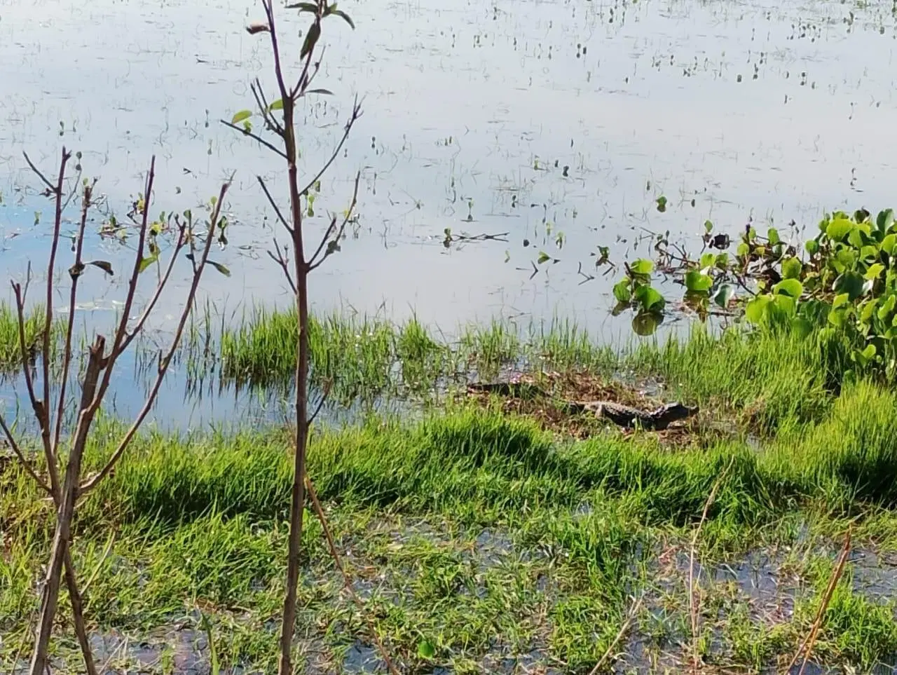 VENTA DE CAMPO EN CORRIENTES 2