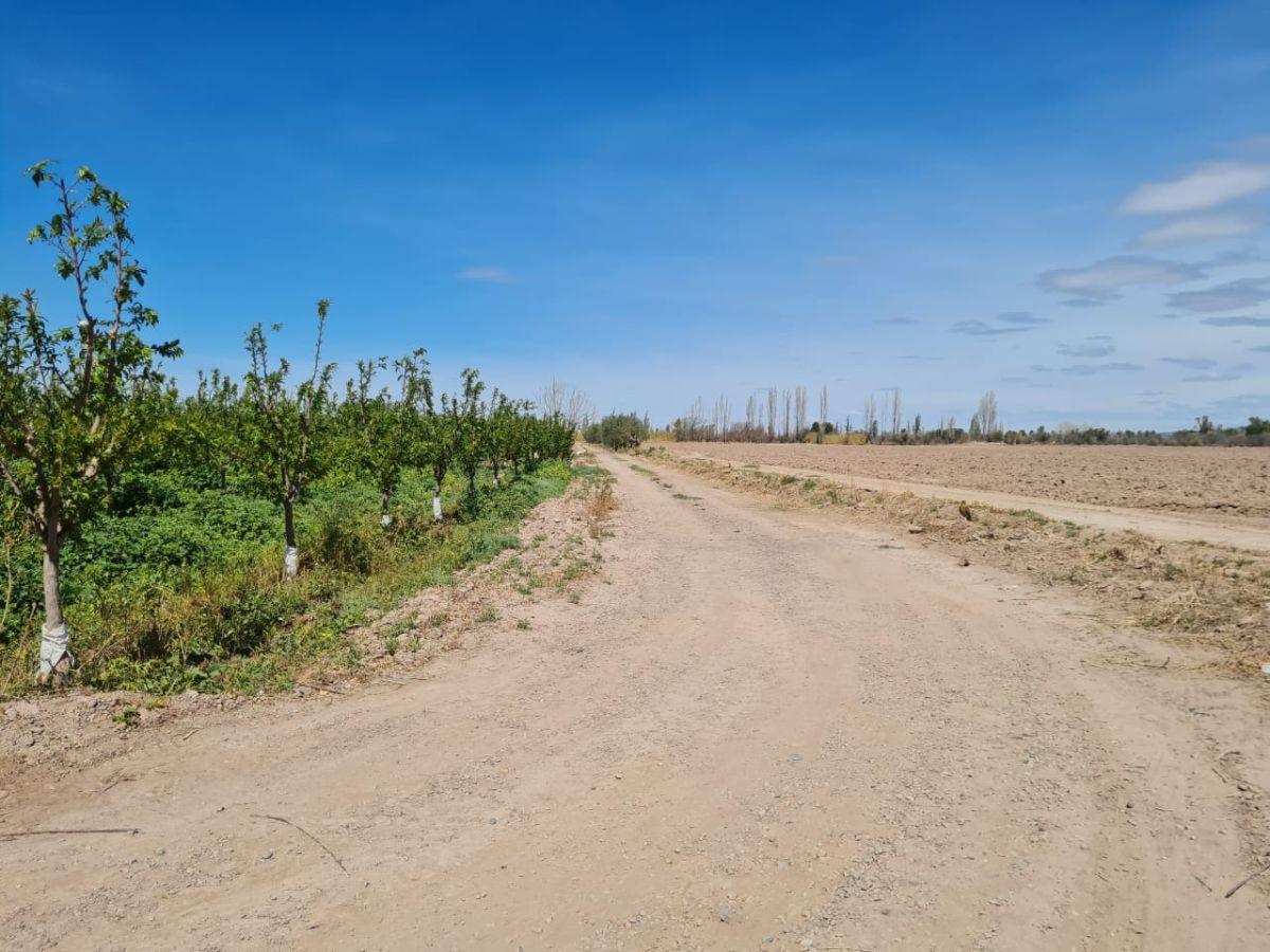 Foto de FINCA DE 12,9 HECTÁREAS | Maipú, imagen 5