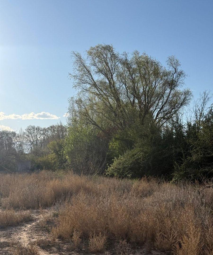 Foto de TERRENO DE 2.020 m² | Callejón Los Álamos, Perdriel, Luján de Cuyo, imagen 3