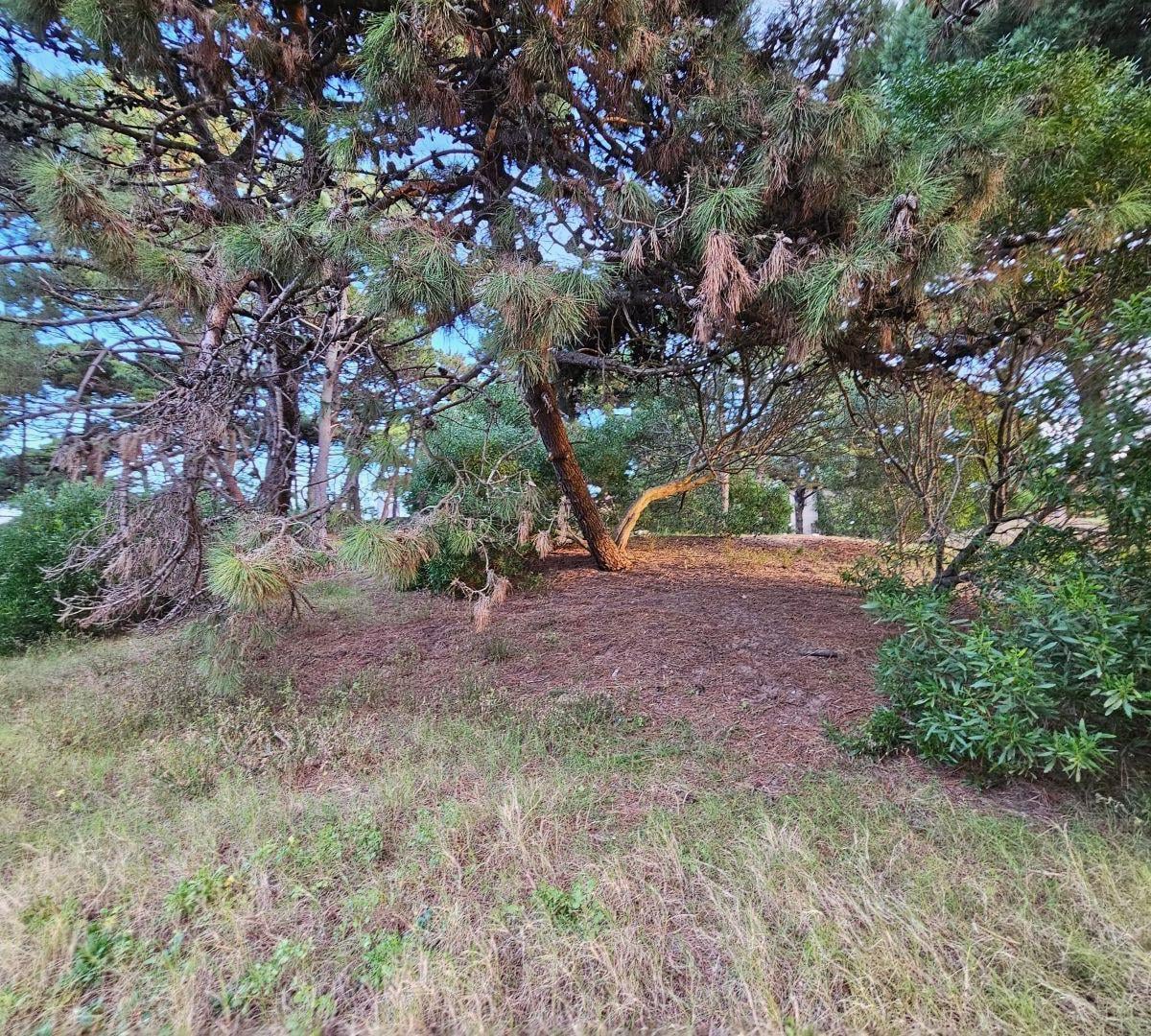 Lote . | Paseo 147