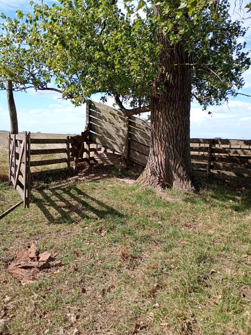 Foto de Campo en venta por hectárea - Chascomus -312 hectáreas, imagen 5