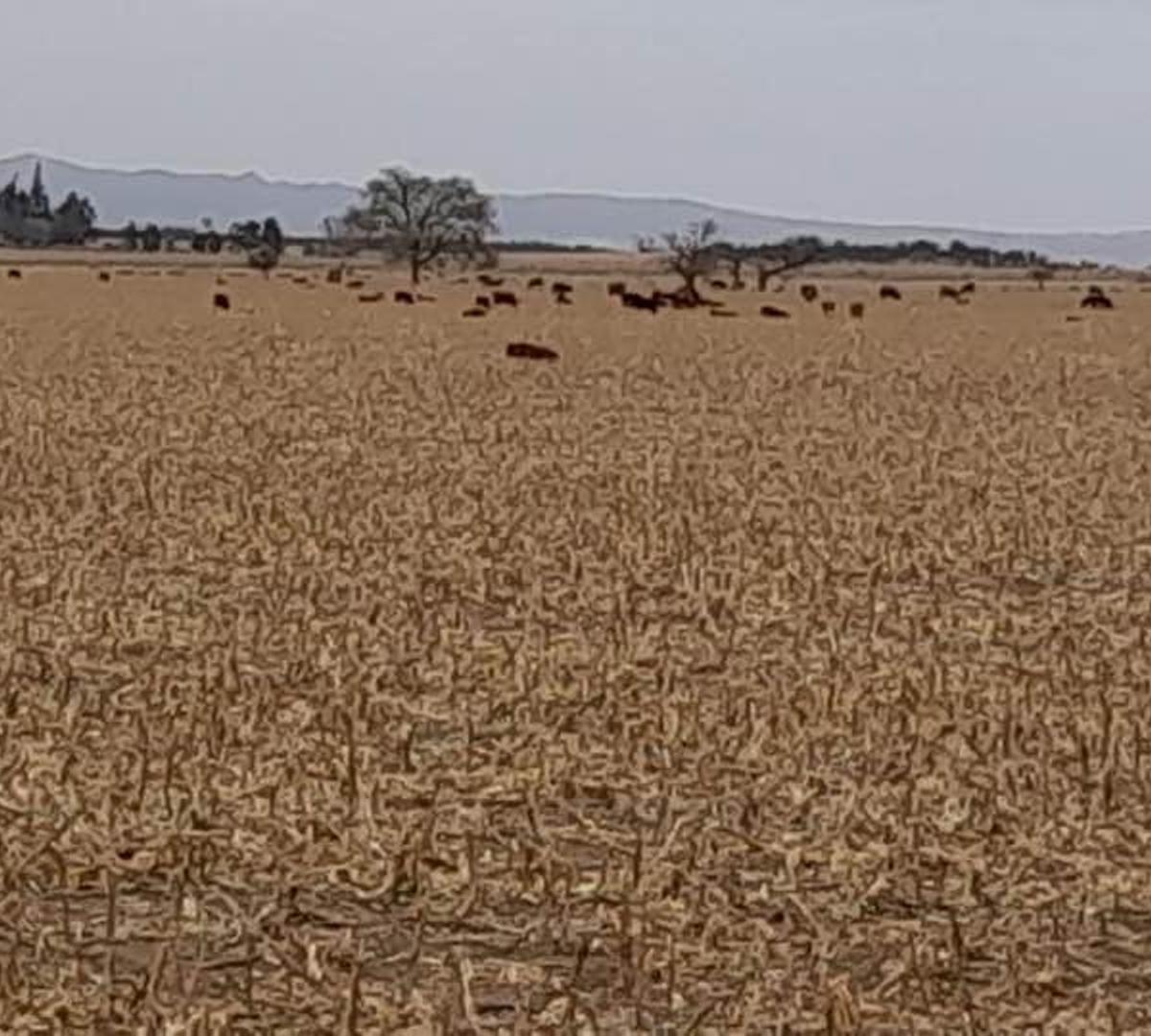 Foto de VENDO CAMPO 320 HECTÁREAS, imagen 3