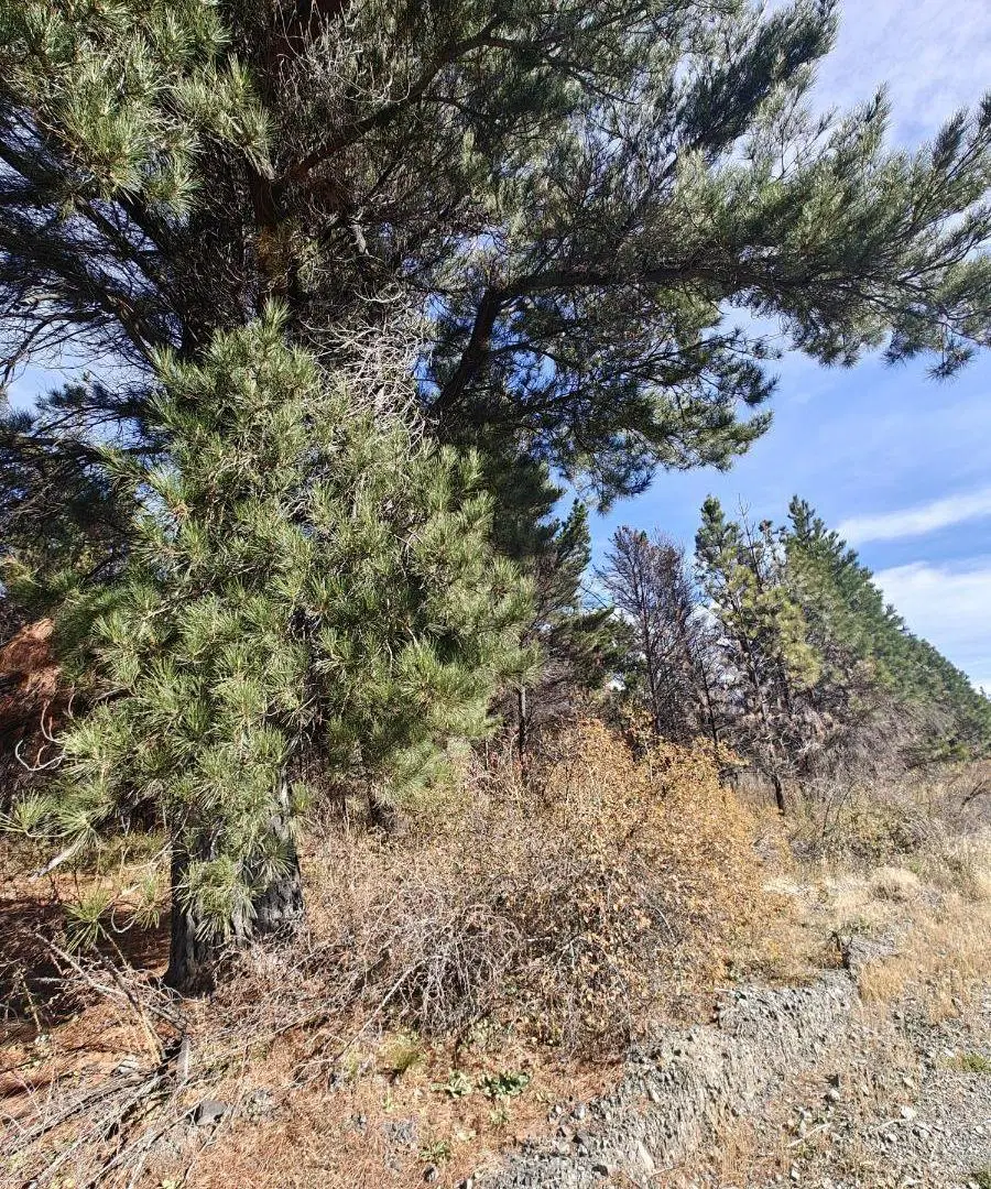 Terreno de 6000 metros en la zona del Lago Epuyen 4