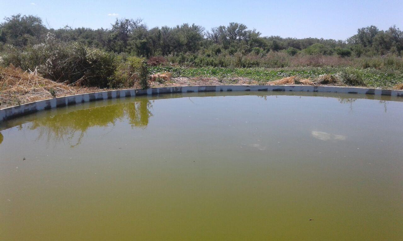 Foto de ALQUILER Campo 713HAS, imagen 5