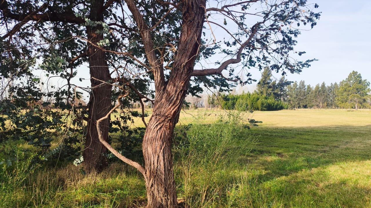Foto de Terreno en Estancias Las Lilas, imagen 4