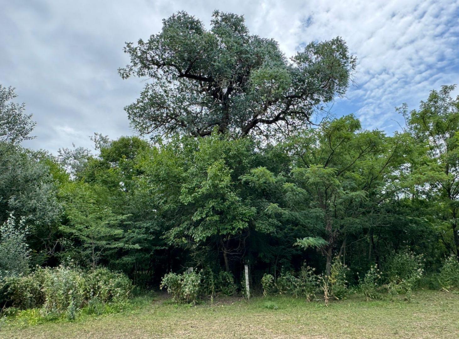 Foto de Venta Lote 1550m² Arturo Seguí La Plata, imagen 2
