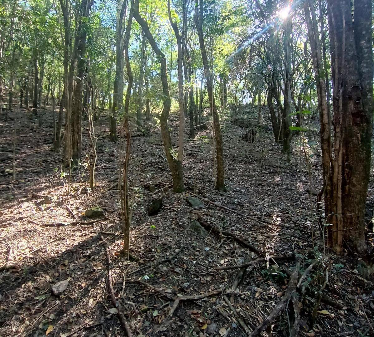 Foto de Lote en venta en La Granja . Esquina , sobre calle las Violetas . A mts, imagen 4