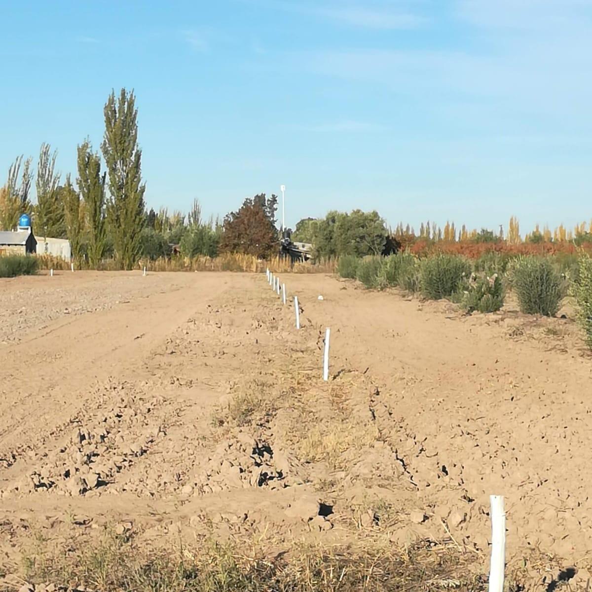 Lotes en Olivares de San Roque 2