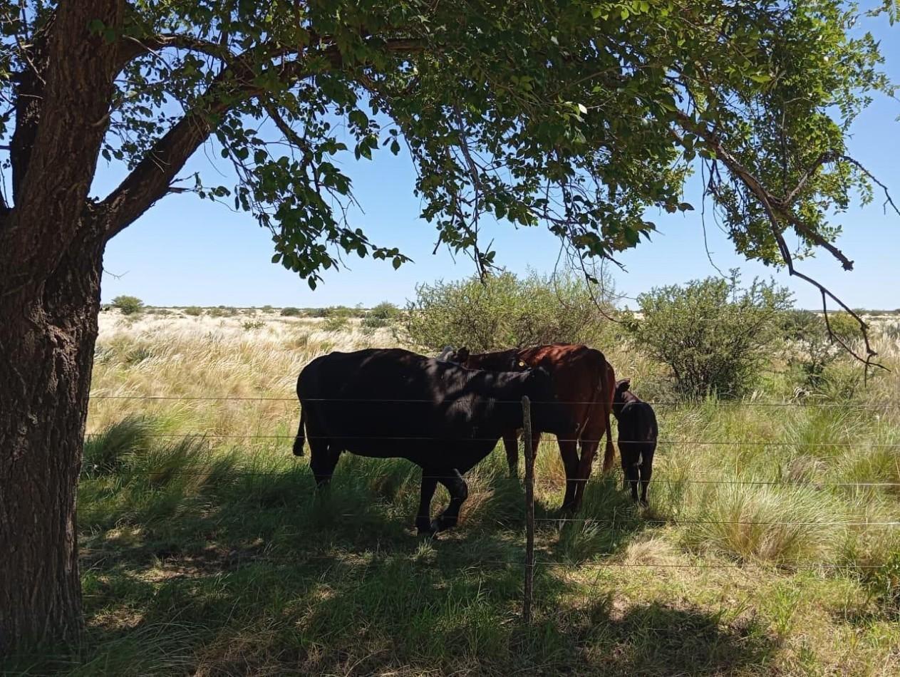 Foto de CAMPO EN VENTA EN SAN FRANCISCO DEL CHAÑAR, imagen 4