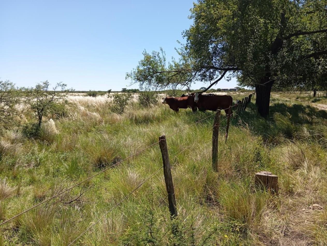 Foto de CAMPO EN VENTA EN SAN FRANCISCO DEL CHAÑAR, imagen 3