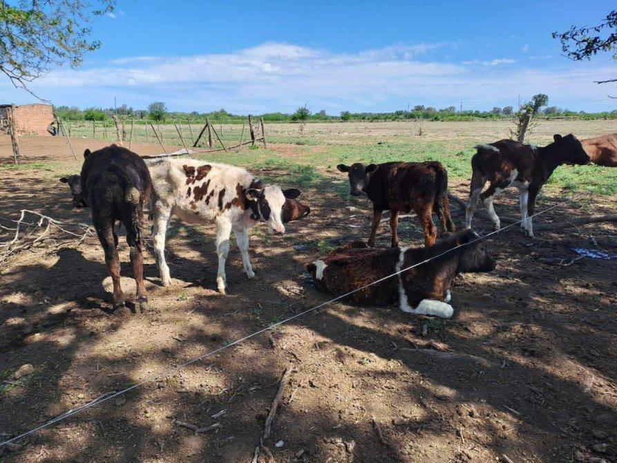 46 Ha de Campo en Zona Rural - Lobos 4