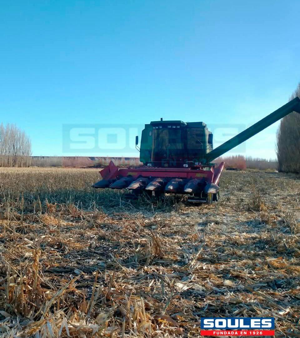Foto de SOULES VENDE CAMPO, imagen 2