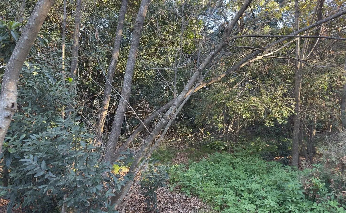 Terreno en Venta Barrio Los Tilos - Garín 5