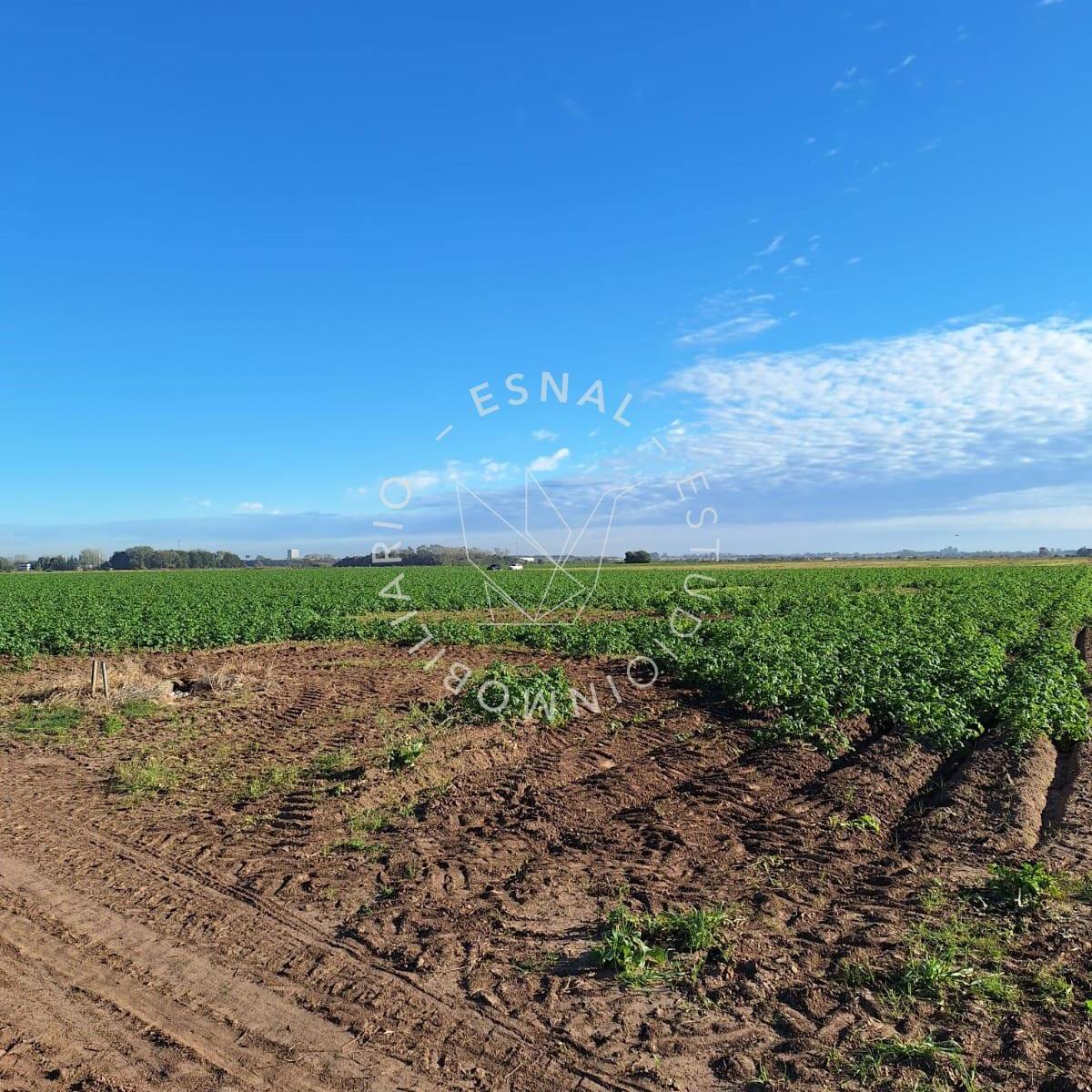 Foto de VENTA CAMPO GENERAL LAGOS - ZONA GENERAL MOTORS, imagen 2