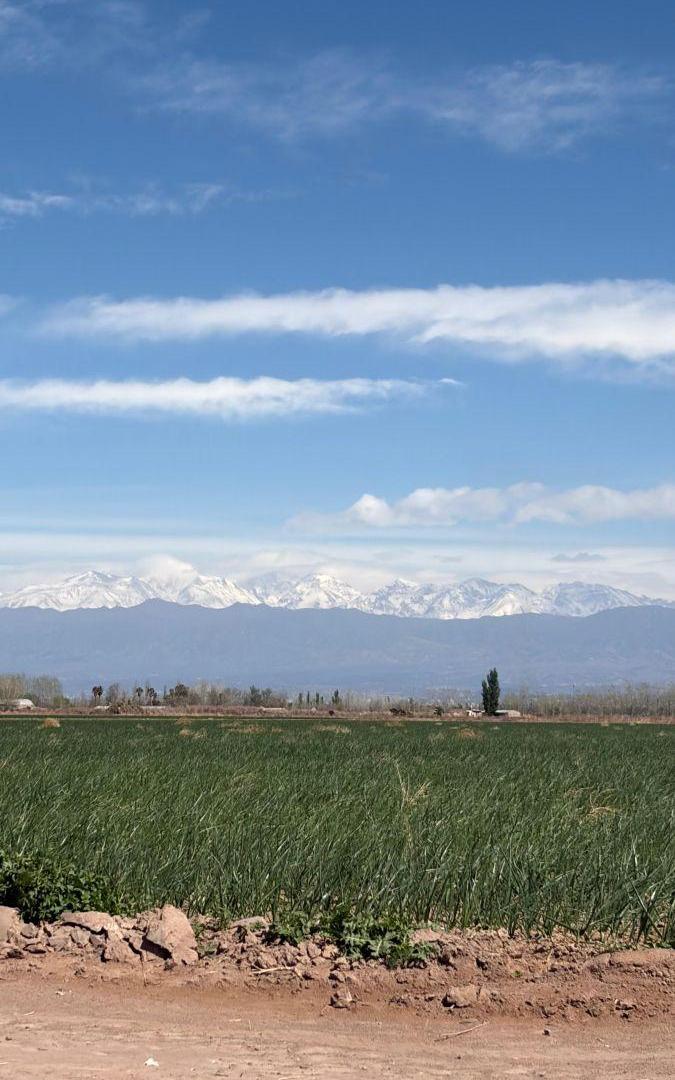 Foto de Vendemos espléndida finca productiva de 45 has en Maipú!, imagen 2
