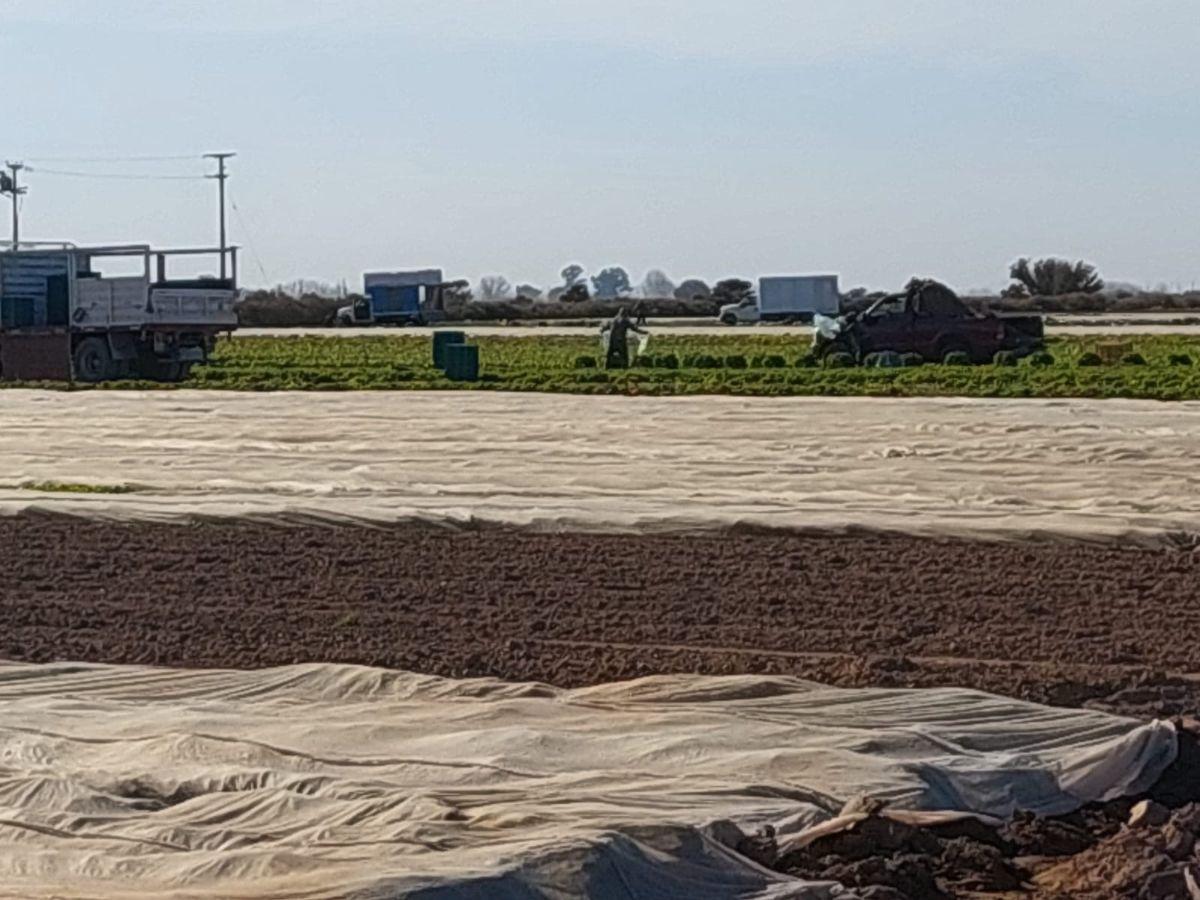 Foto de Vendemos espléndida finca productiva de 45 has en Maipú!, imagen 5