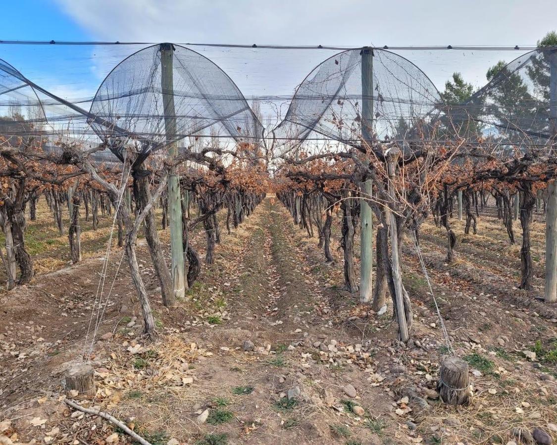Finca 53 Ha Mendoza. Carrizal del Medio 4