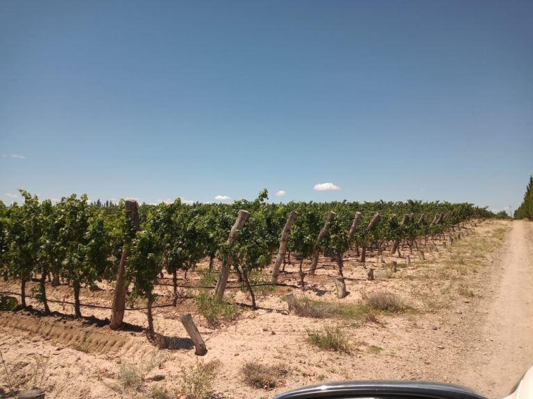 Finca de 17 Has de Viñedo en Espaldero en Venta en Ugarteche 3