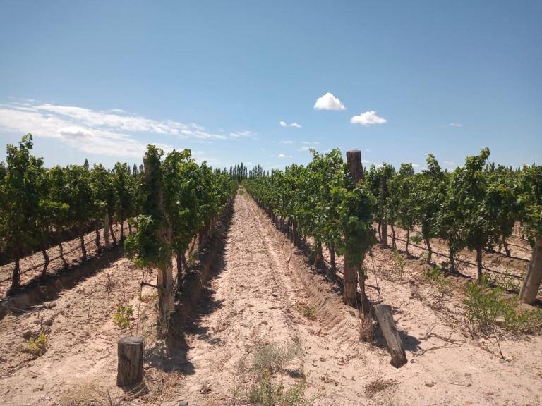 Finca de 17 Has de Viñedo en Espaldero en Venta en Ugarteche 1