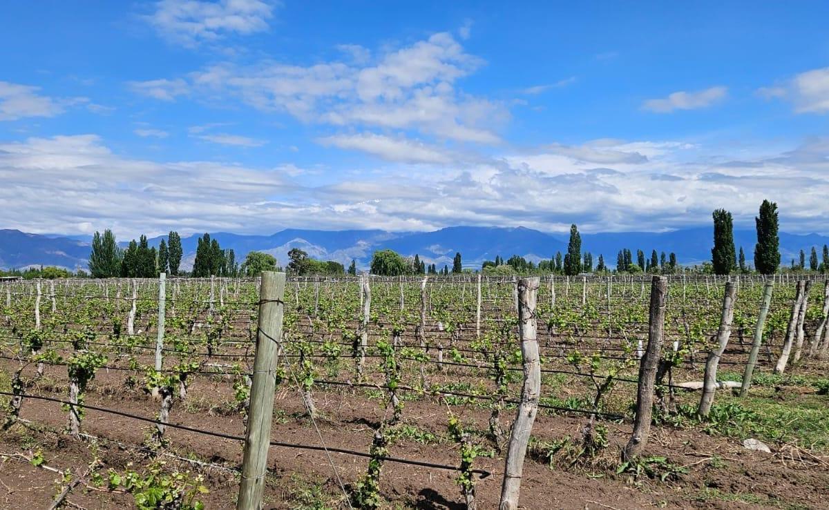 Adobe Inmobiliaria Vende Finca de 13 Has en Altamira, a m de Calle Ghilardi 2