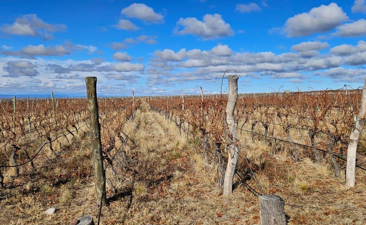 Finca en Venta de 2,2 Has Plantadas en Prestigioso B° de Viñedos Dragonback 5
