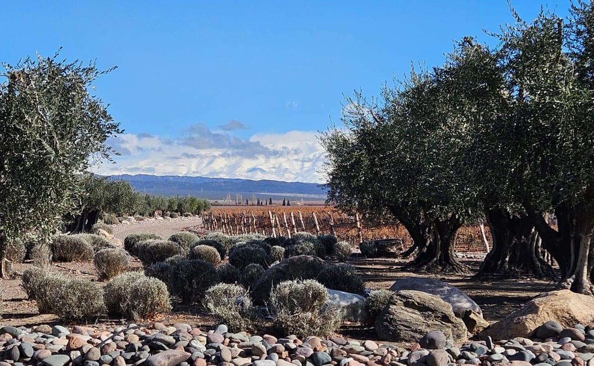 Finca en Venta de 2,2 Has Plantadas en Prestigioso B° de Viñedos Dragonback 4