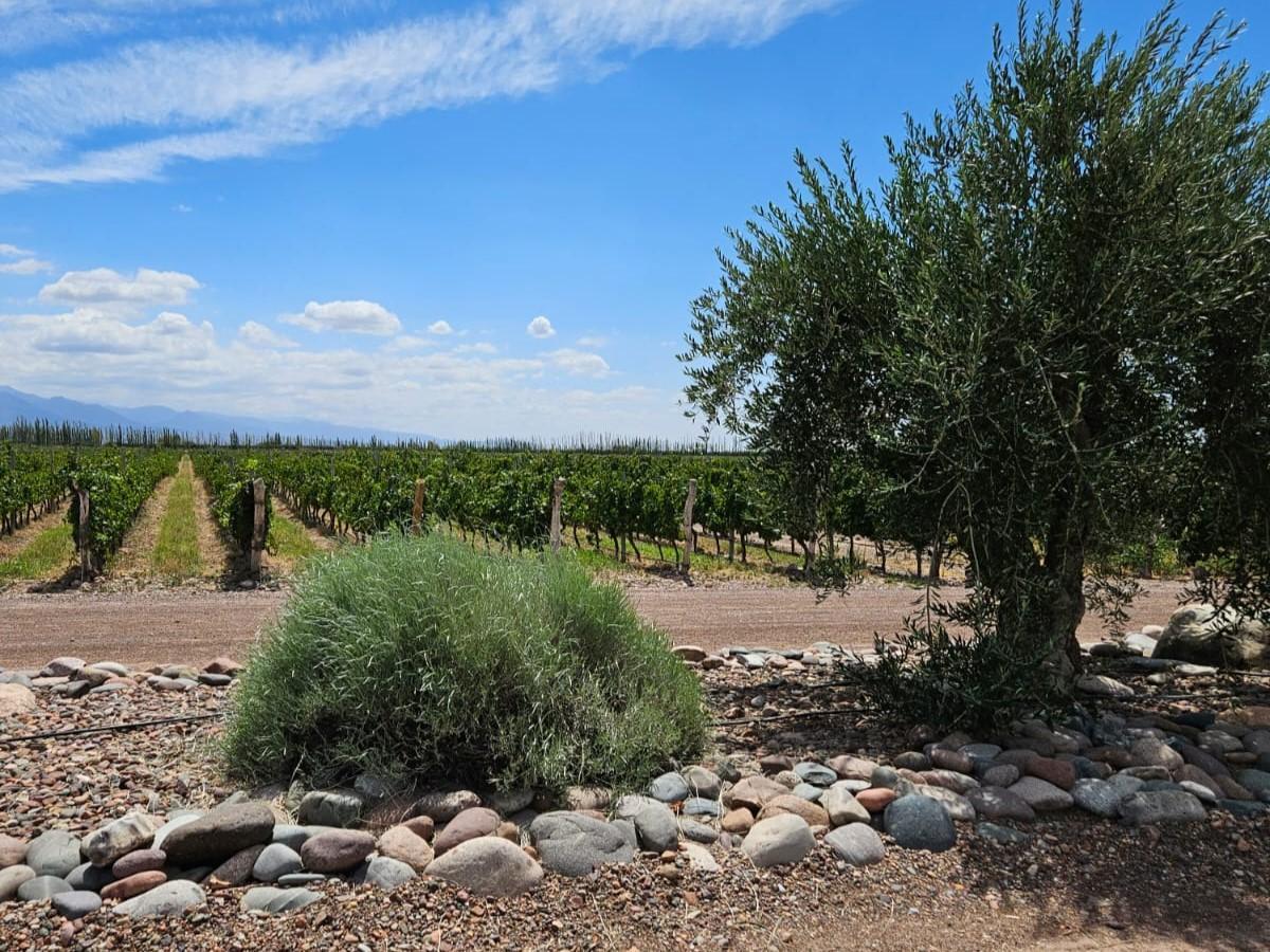 Finca en Venta de 2,2 Has Plantadas en Prestigioso B° de Viñedos Dragonback 3