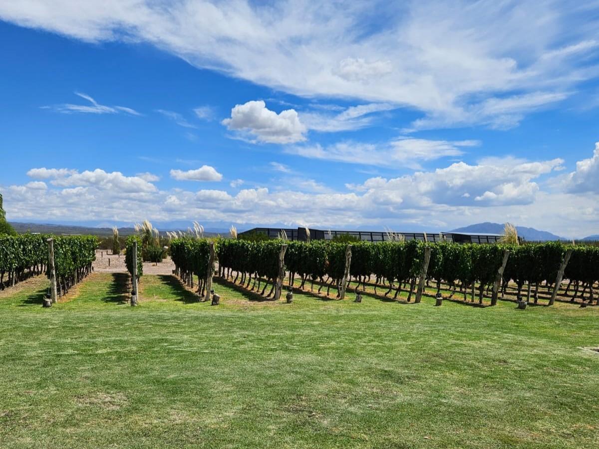 Finca en Venta de 2,2 Has Plantadas en Prestigioso B° de Viñedos Dragonback 1