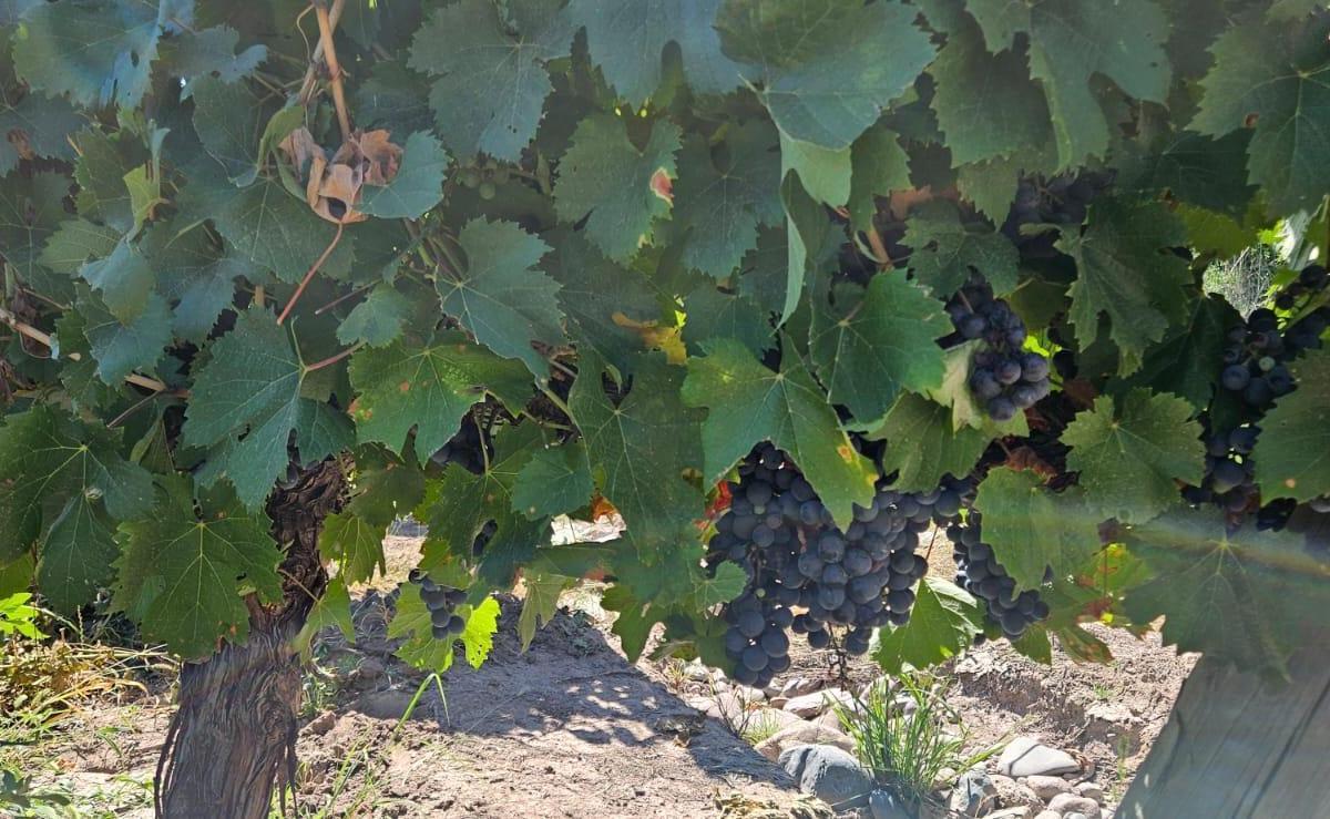 Finca de 20 Has de Malbec en Venta en Perdriel 4