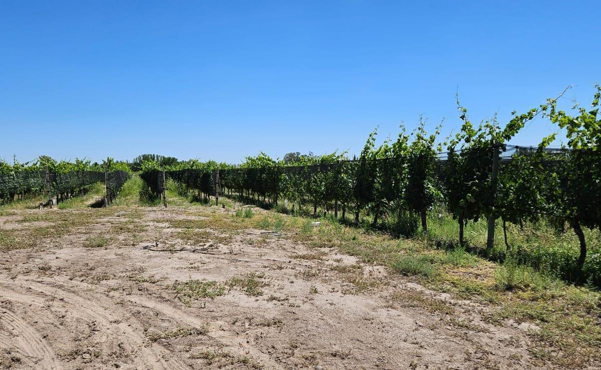 Finca en Venta en Ugarteche, Luján de Cuyo 1