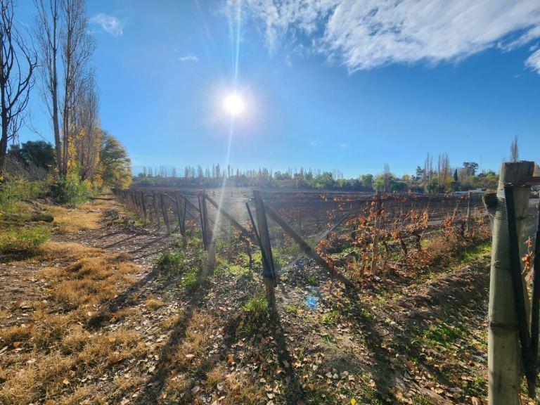 Finca de Dos Hectáreas en Venta en Vistalba 3