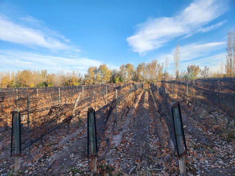 Finca de Dos Hectáreas en Venta en Vistalba 5