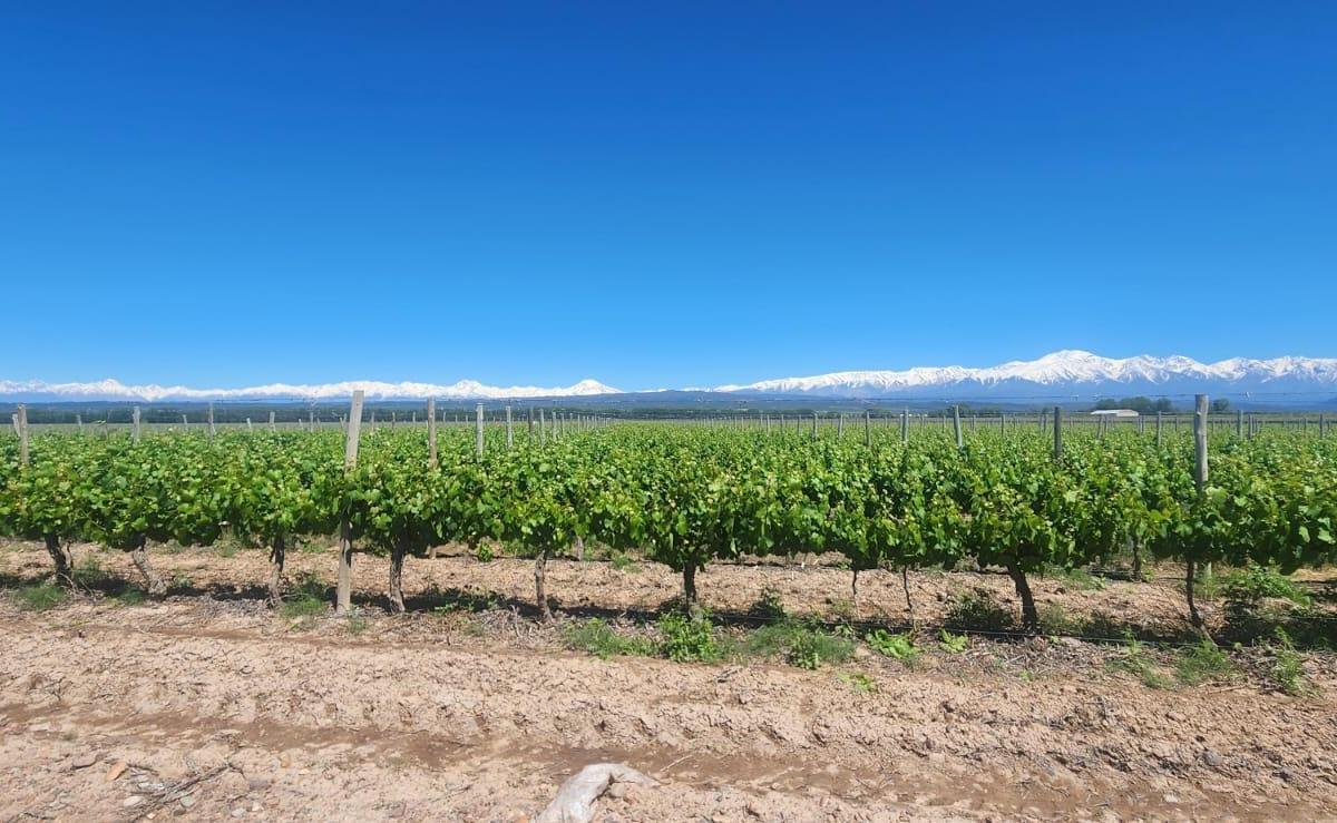 Finca en Agrelo 3
