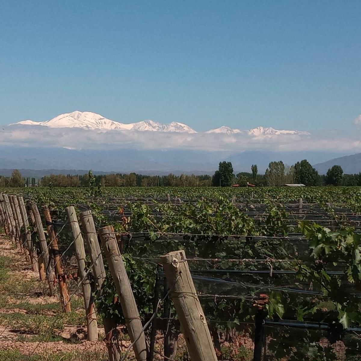 Finca en Agrelo 2