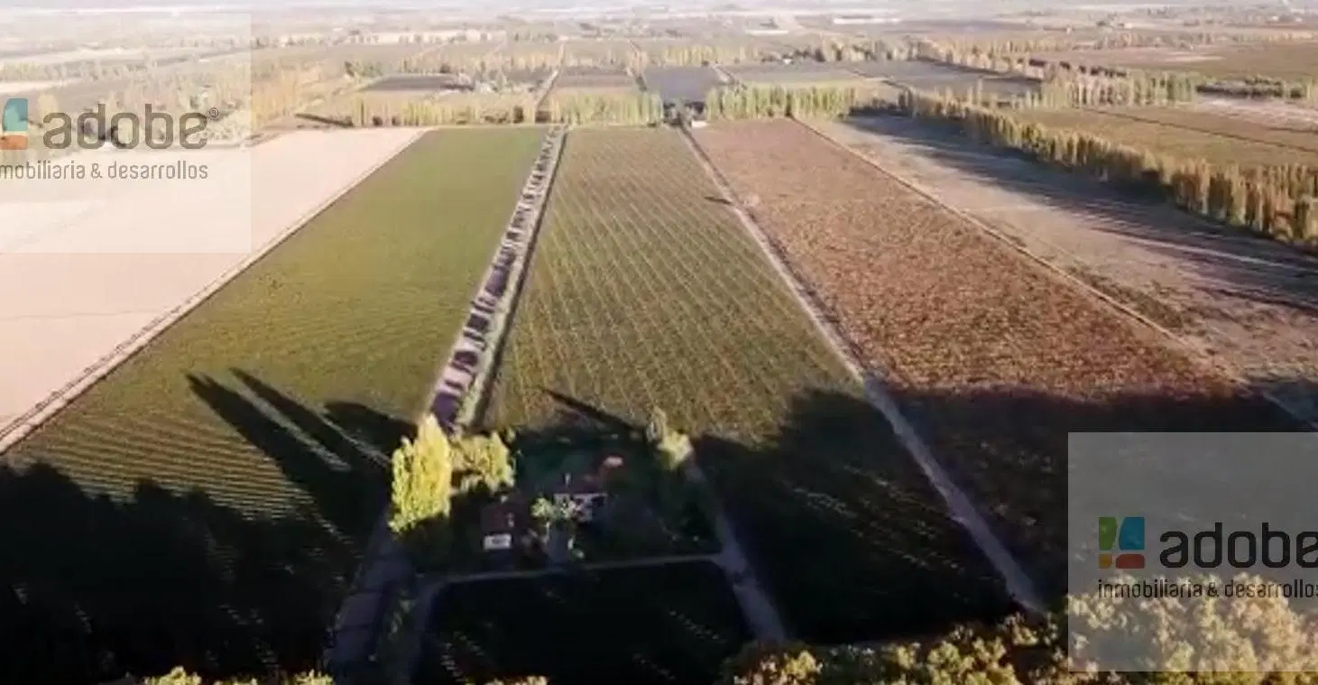 Finca de 9 has Malbec a la venta en Agrelo 3