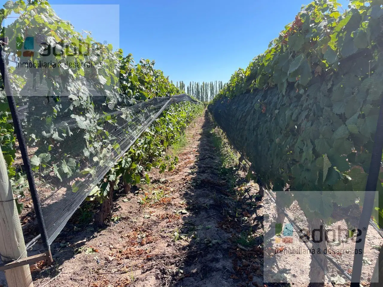 Finca de 9 has Malbec a la venta en Agrelo 5