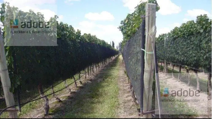 Finca de 9 has Malbec a la venta en Agrelo 2