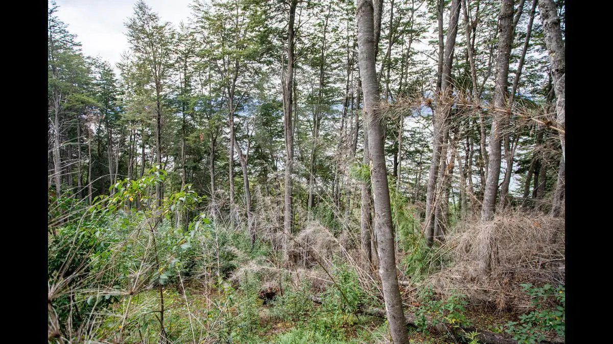 VENTA LOTE en Barrio Bandurrias, Villa la Angostura, 455 mts2. EXCELENTE VISTA AL LAGO 5