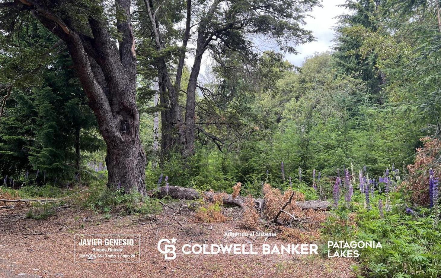 Foto de VENTA Lote | Terreno 3100m2 UF 2 Villa La Angostura Acceso al lago, imagen 1