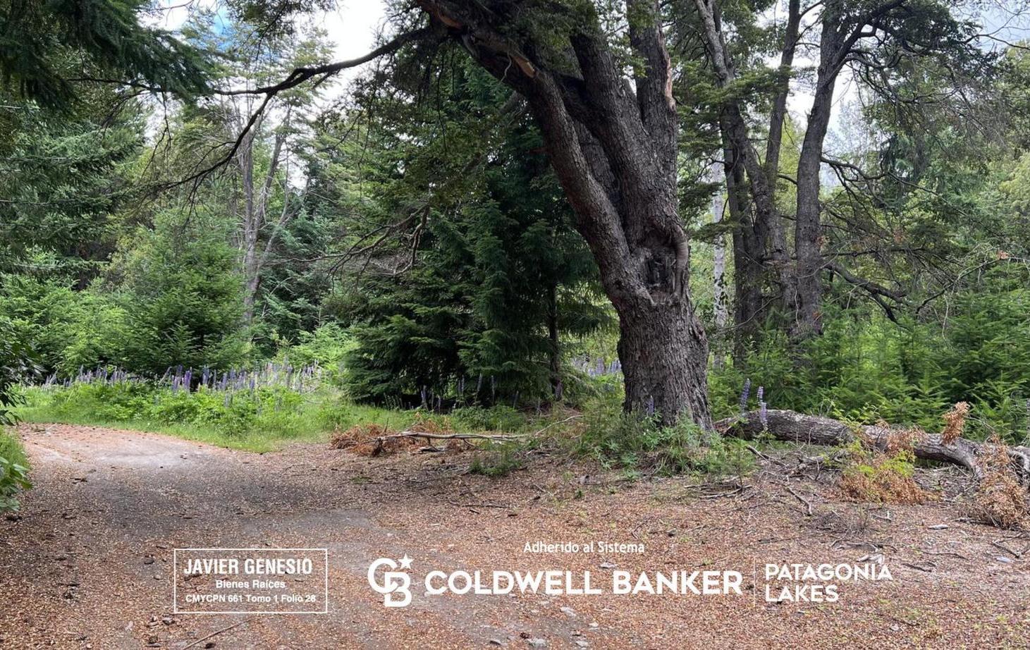 Foto de VENTA Lote | Terreno 3000m2 UF 9 Villa La Angostura Acceso al lago, imagen 4