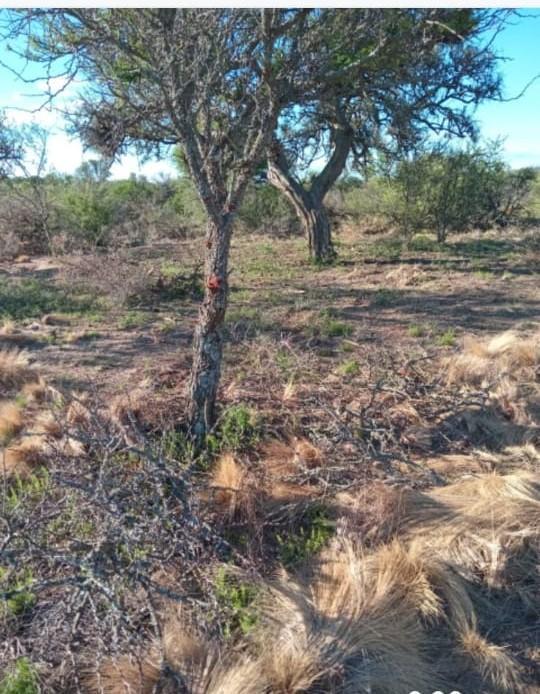 Foto de Terreno en Panaholma, imagen 1
