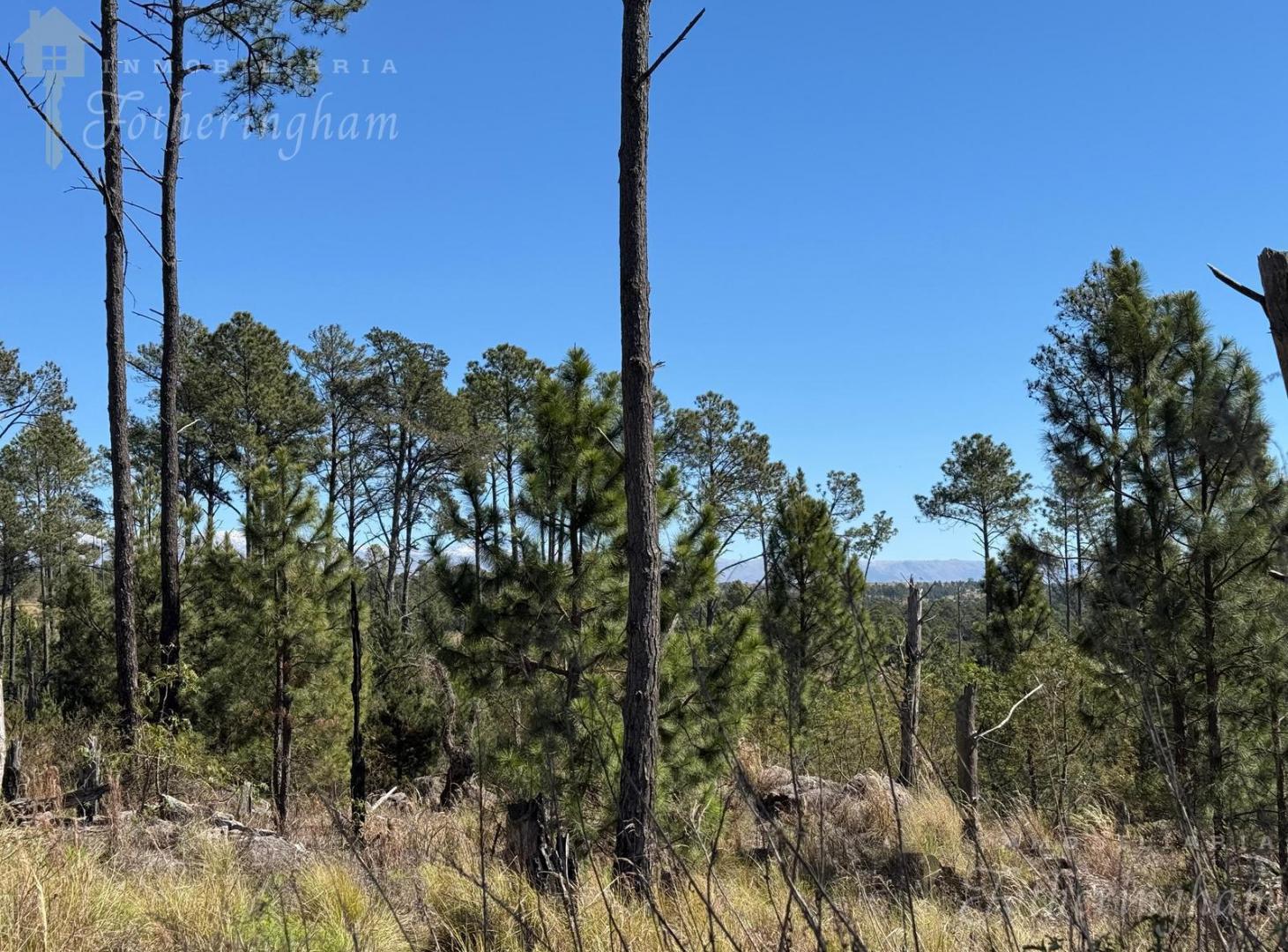 Foto de OPORTUNIDAD UNICA | VILLA YACANTO 2.5 HA | ESCRITURA INMEDIATA, imagen 3