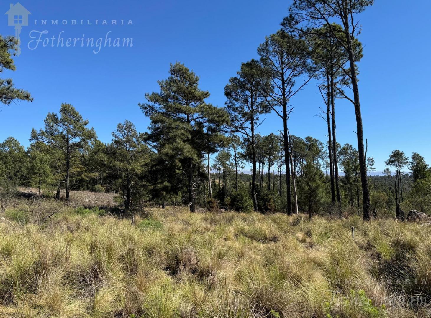 Foto de OPORTUNIDAD UNICA | VILLA YACANTO 2.5 HA | ESCRITURA INMEDIATA, imagen 1